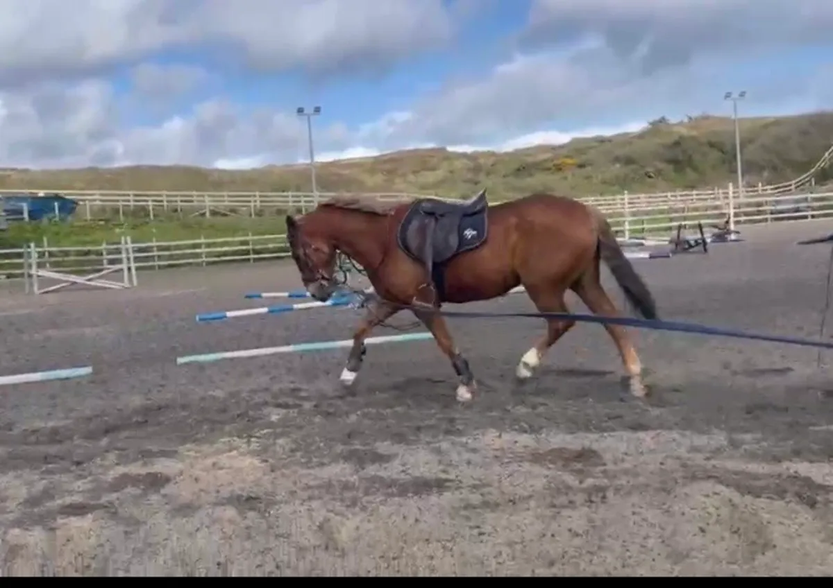 All Rounder - Riding Horse - Image 4