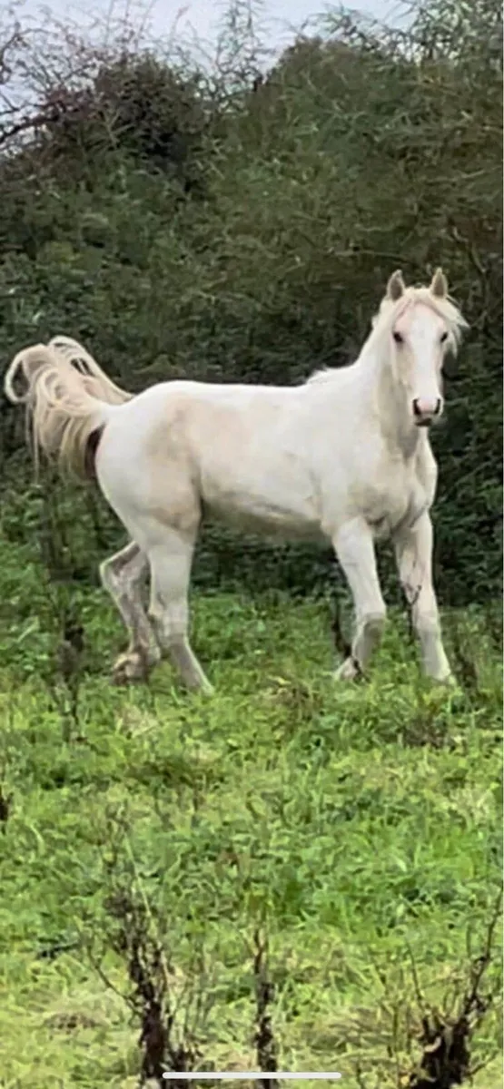 Half bred filly - Image 1