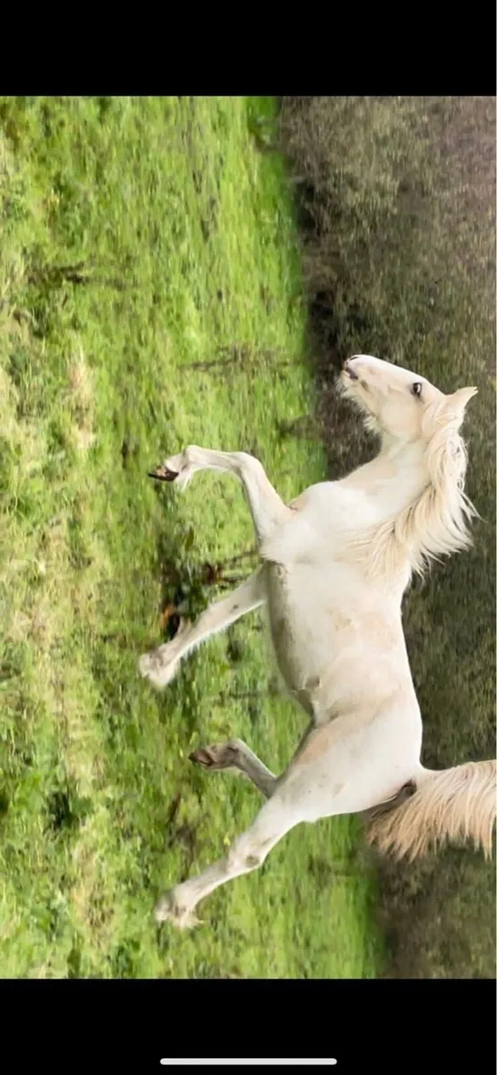 Half bred filly - Image 2