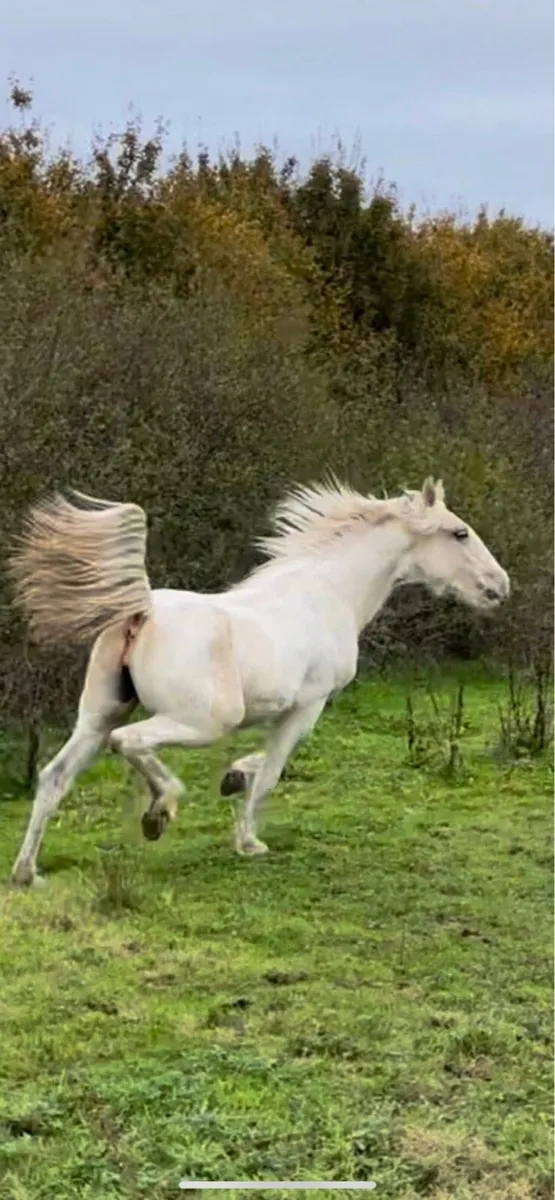 Half bred filly - Image 3
