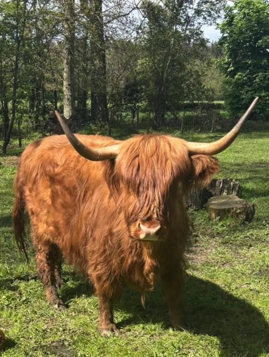 Highland Cow