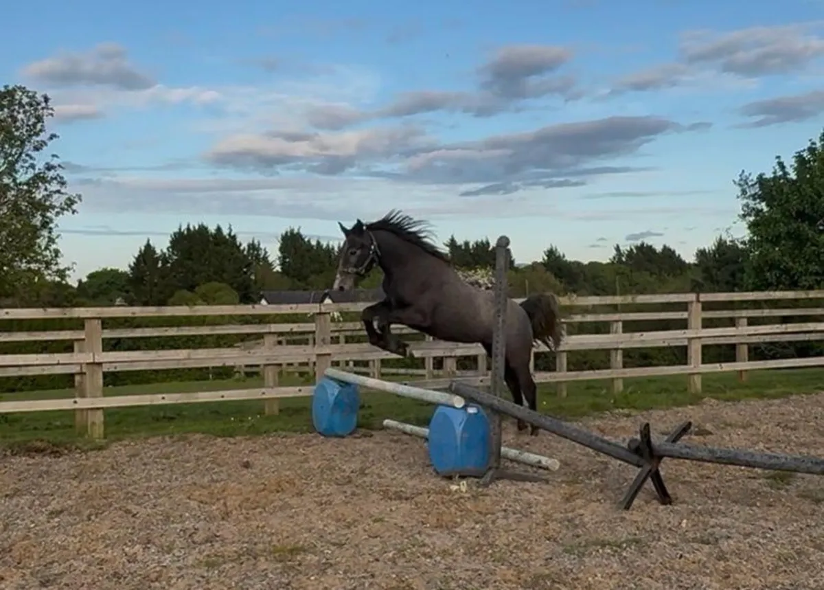 Two Year Gelding > Grade A potential - Image 4