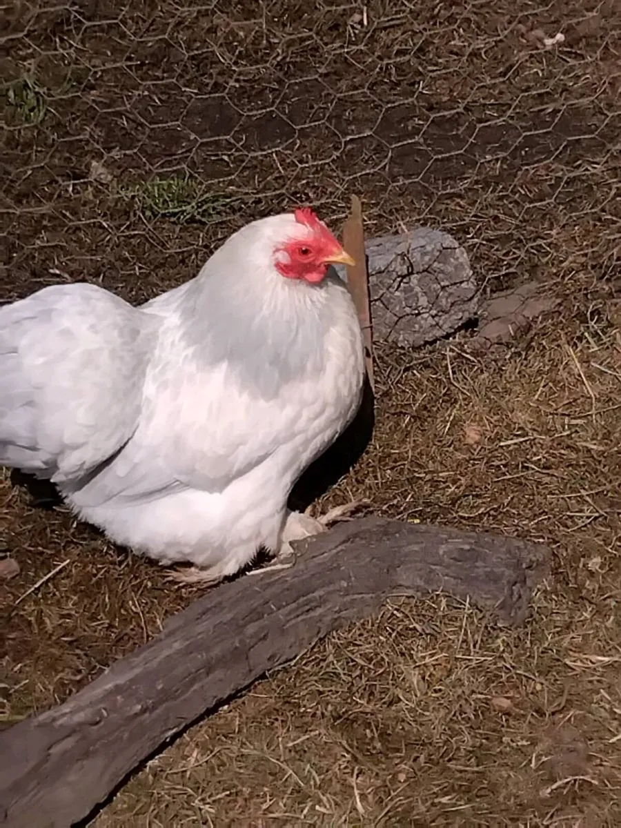 Chickens - Image 2
