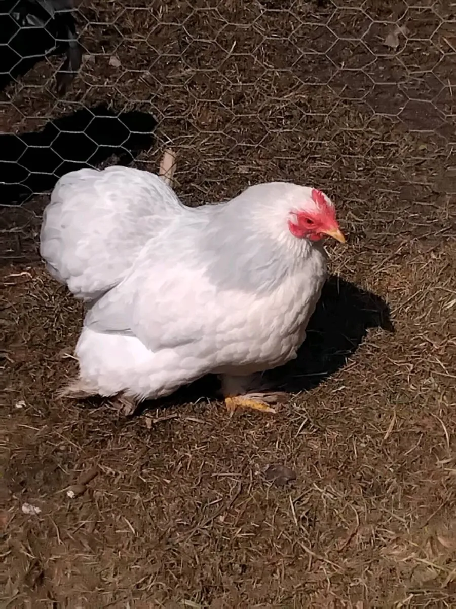 Chickens - Image 3