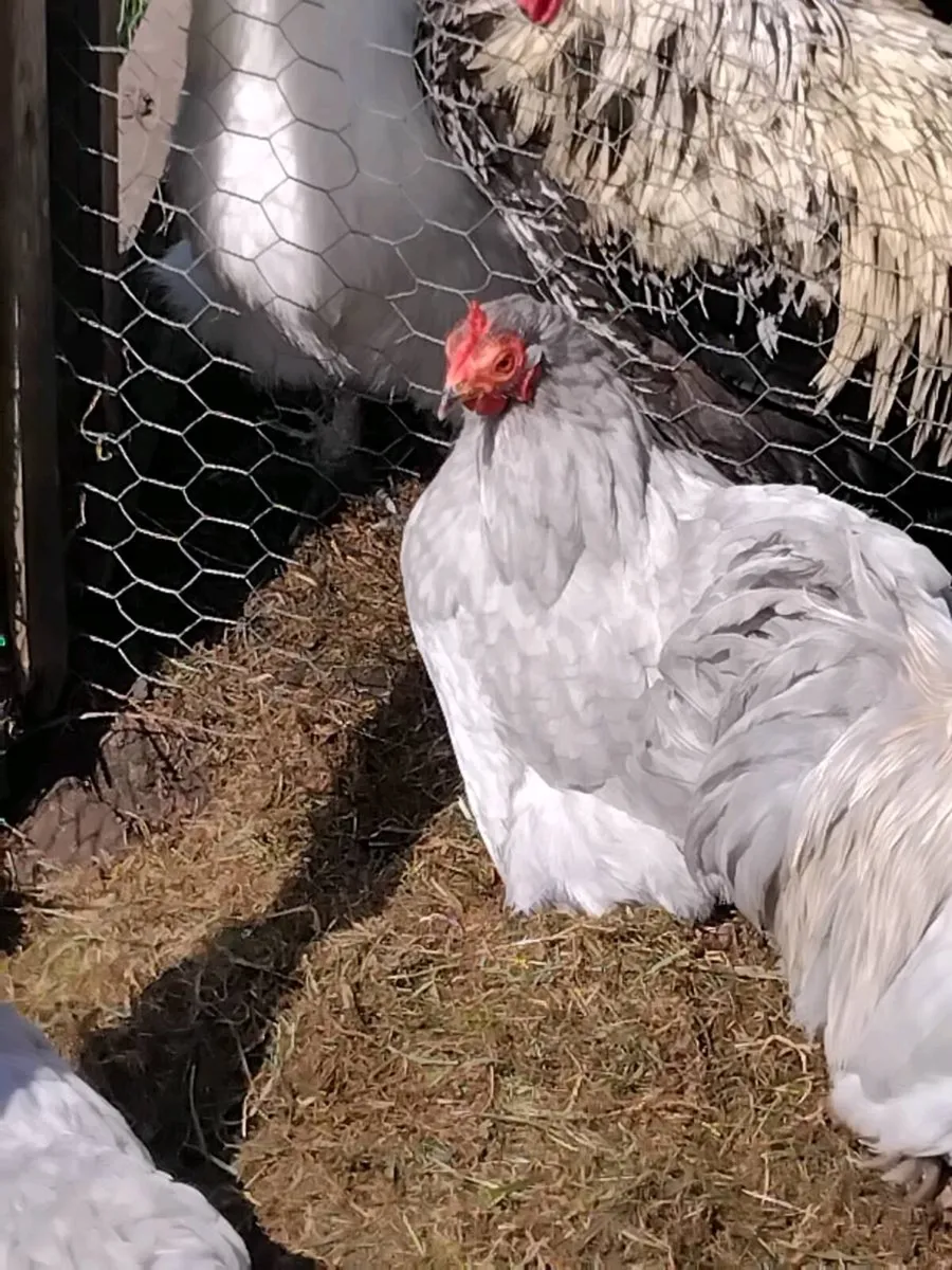 Chickens - Image 4