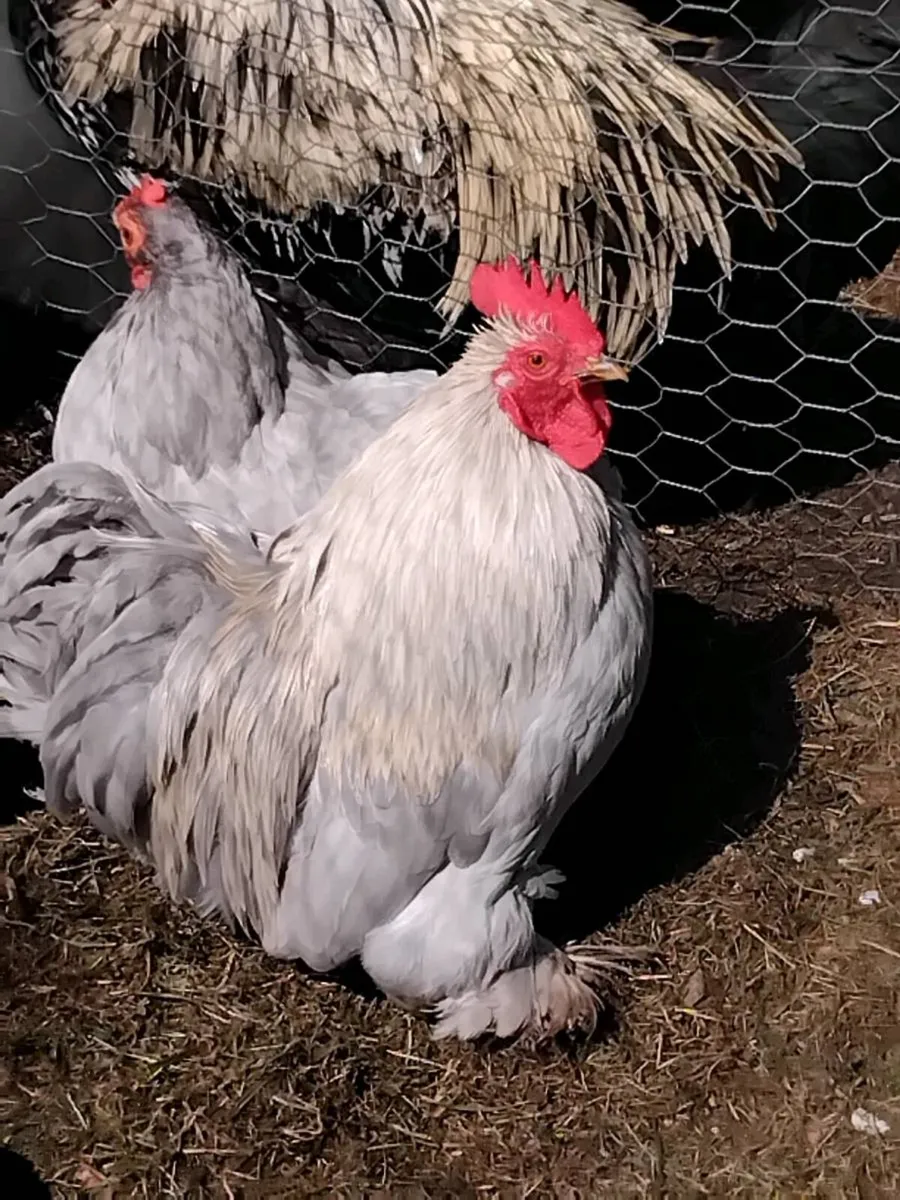 Chickens - Image 1