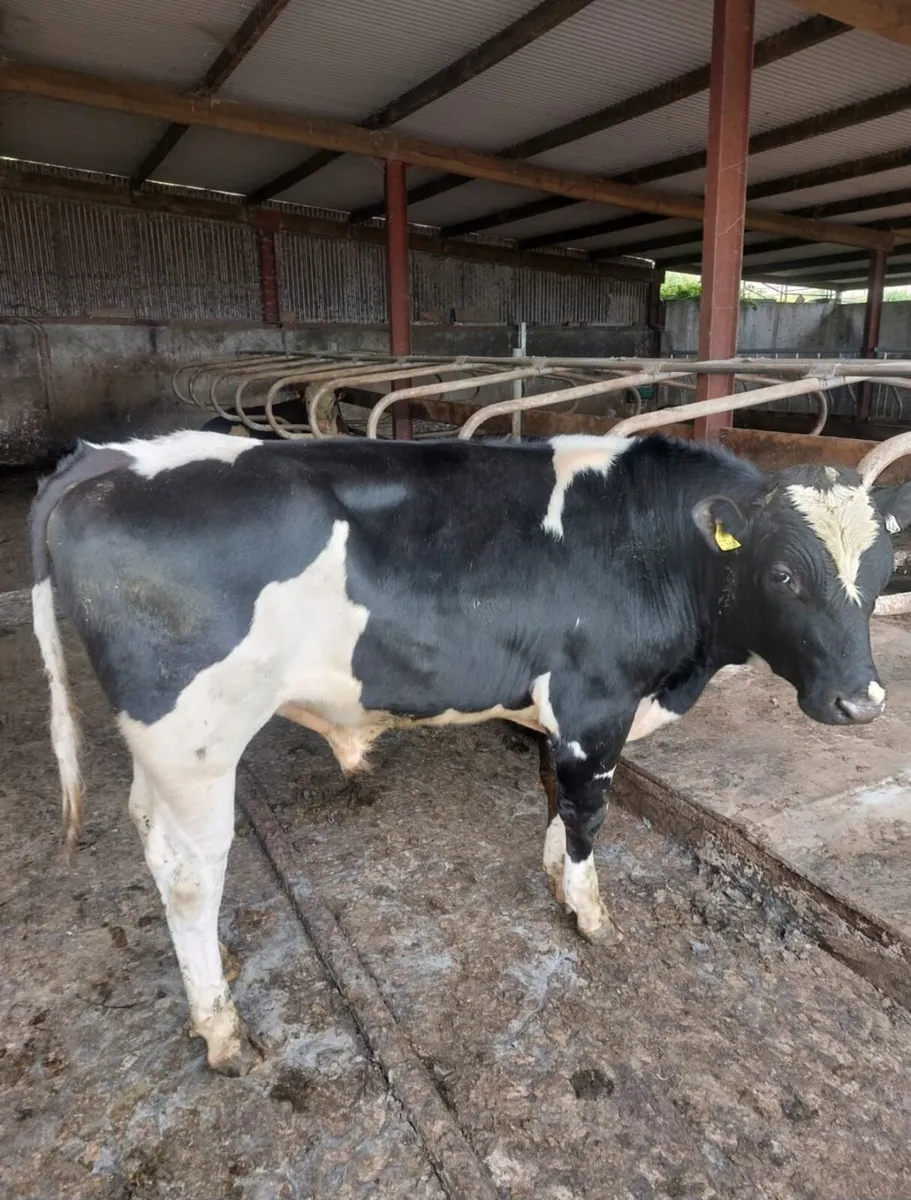 PB freision Bull for sale - Image 1