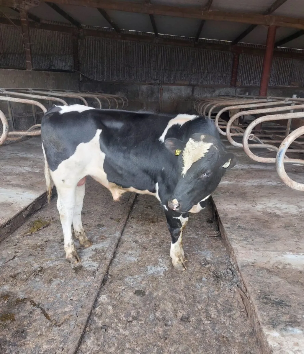 PB freision Bull for sale - Image 2