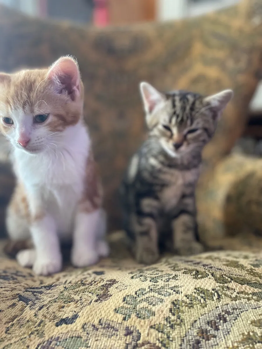 Kitten