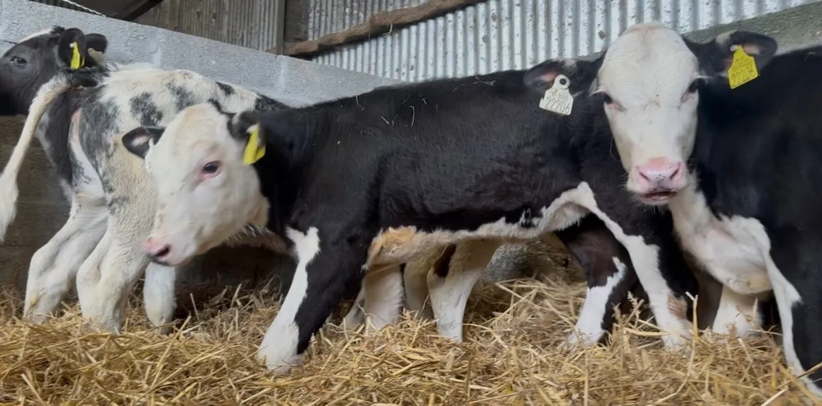5 smashing wh heifers - Image 1