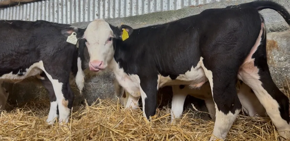 5 smashing wh heifers - Image 2