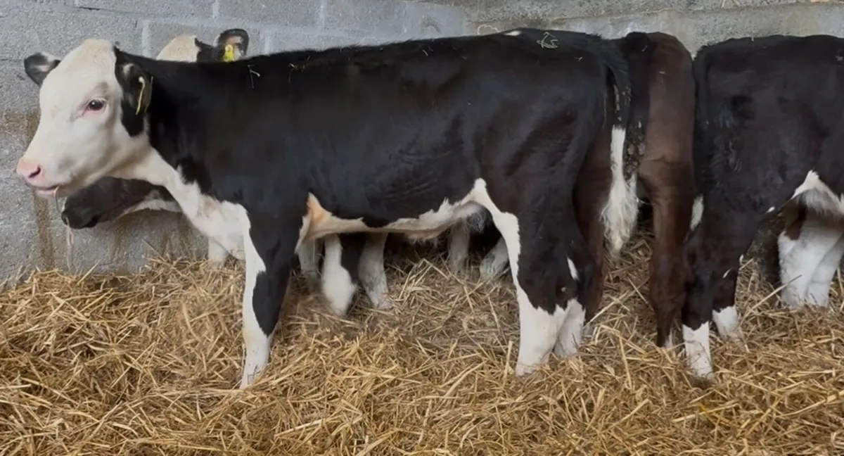 5 smashing wh heifers - Image 3