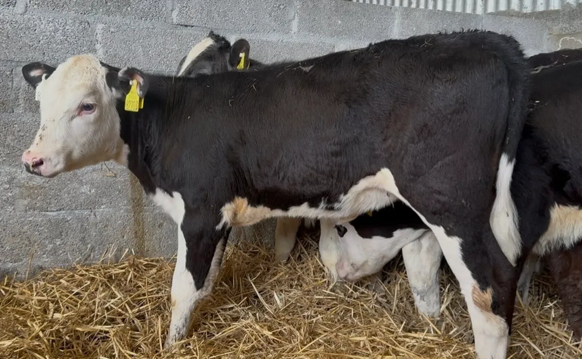 5 smashing wh heifers - Image 4