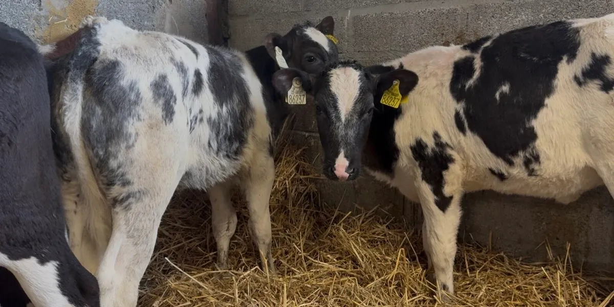 3 smashing BB heifers - Image 2