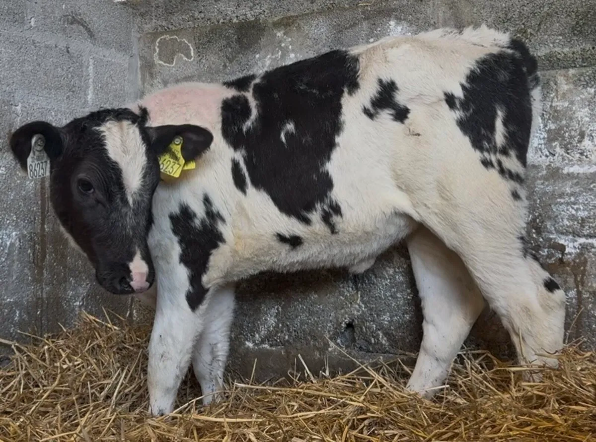 3 smashing BB heifers - Image 3