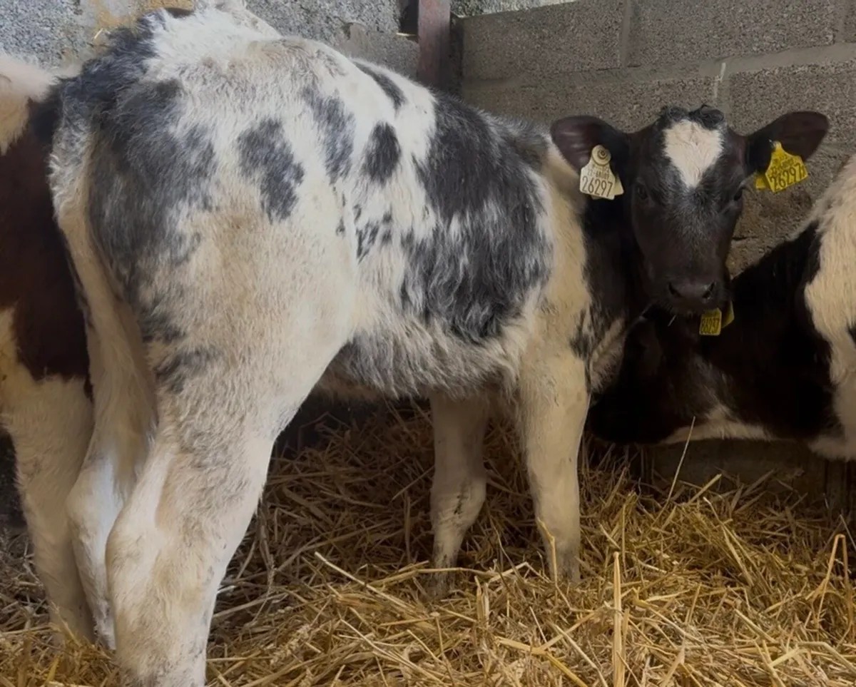 3 smashing BB heifers - Image 1