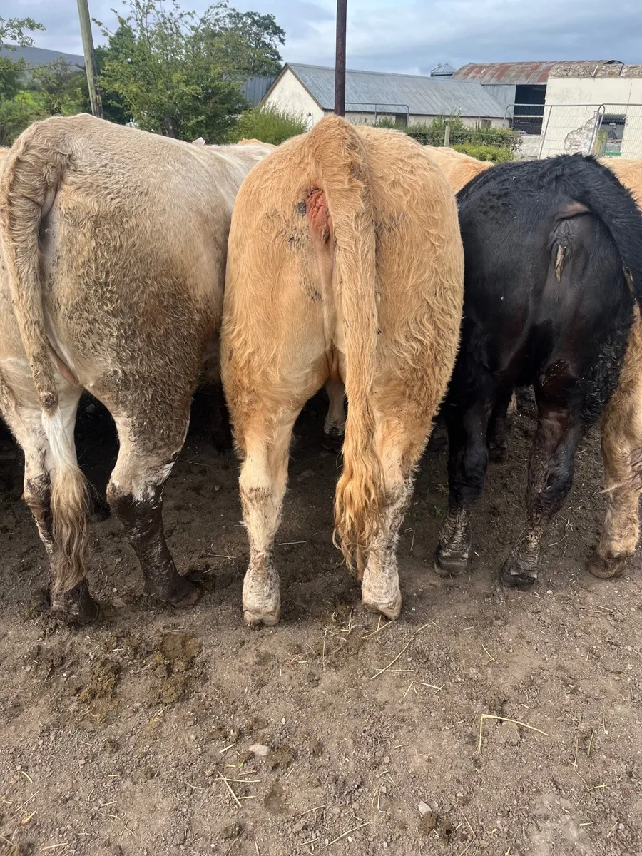 15 super 440 kilo heifers - Image 1