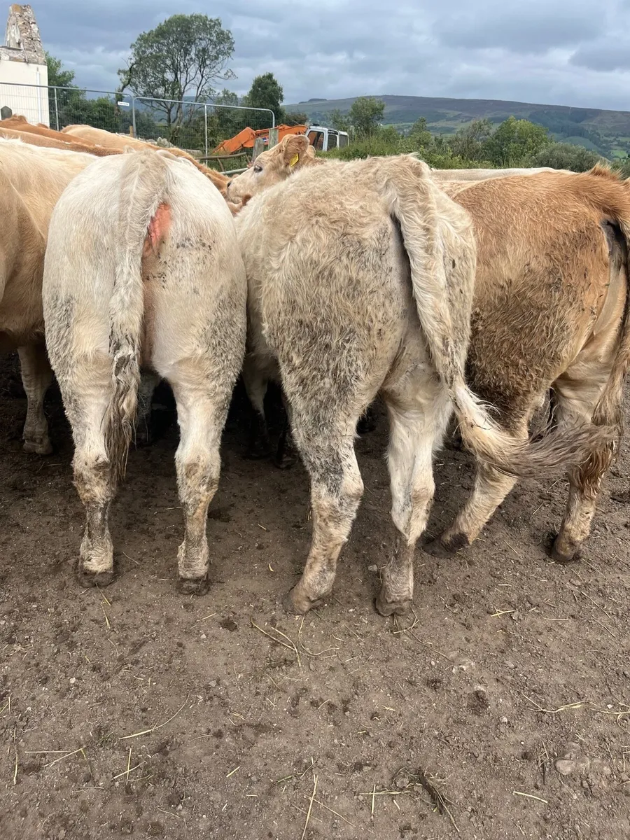 15 super 440 kilo heifers - Image 2