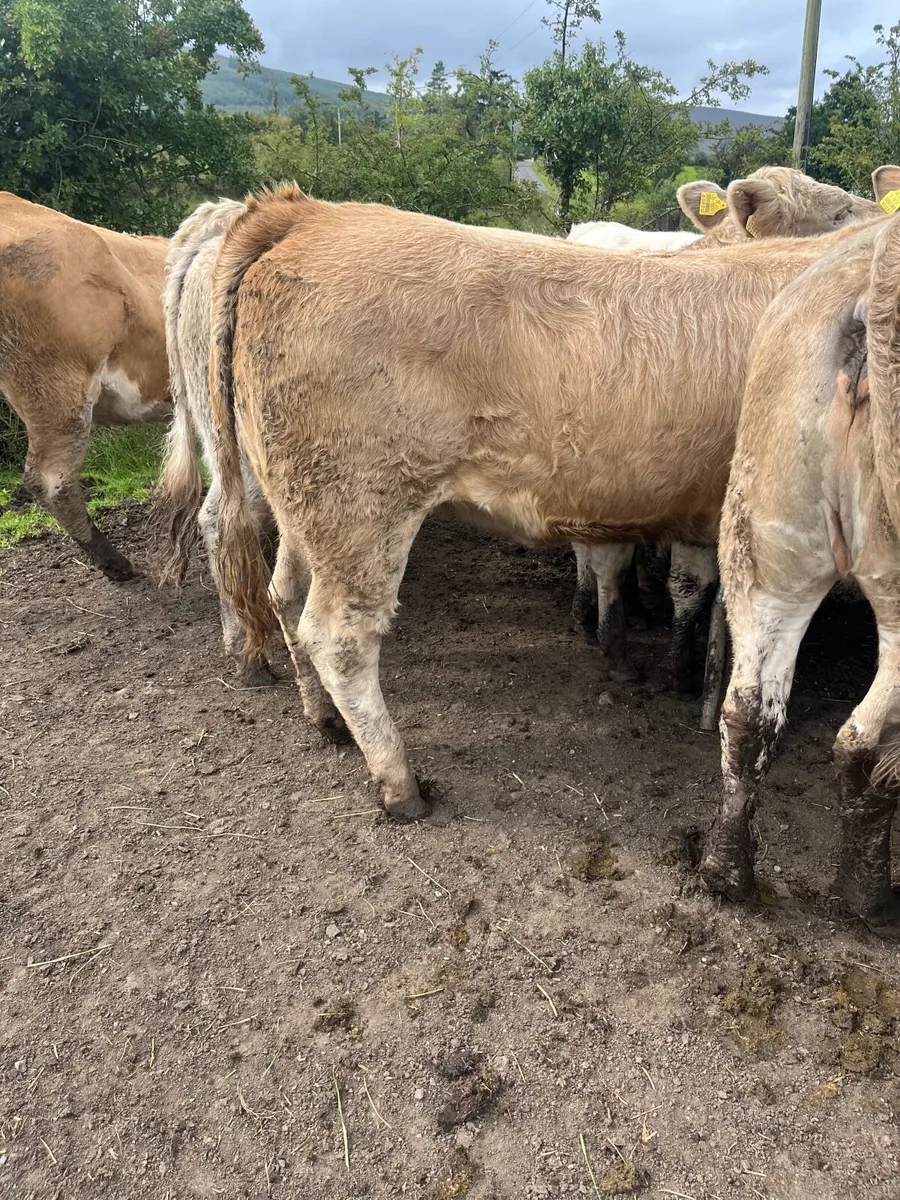 15 super 440 kilo heifers - Image 3