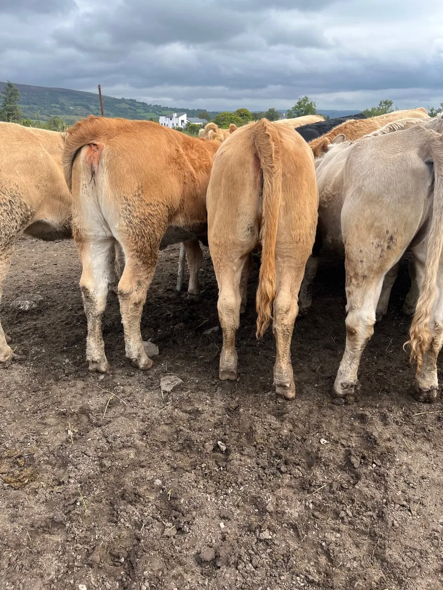 15 super 440 kilo heifers - Image 4