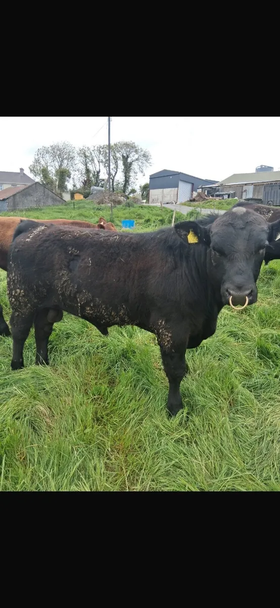 Livestock - Image 2