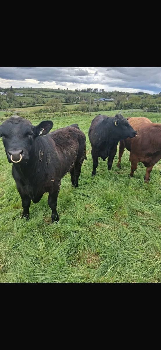 Livestock - Image 3