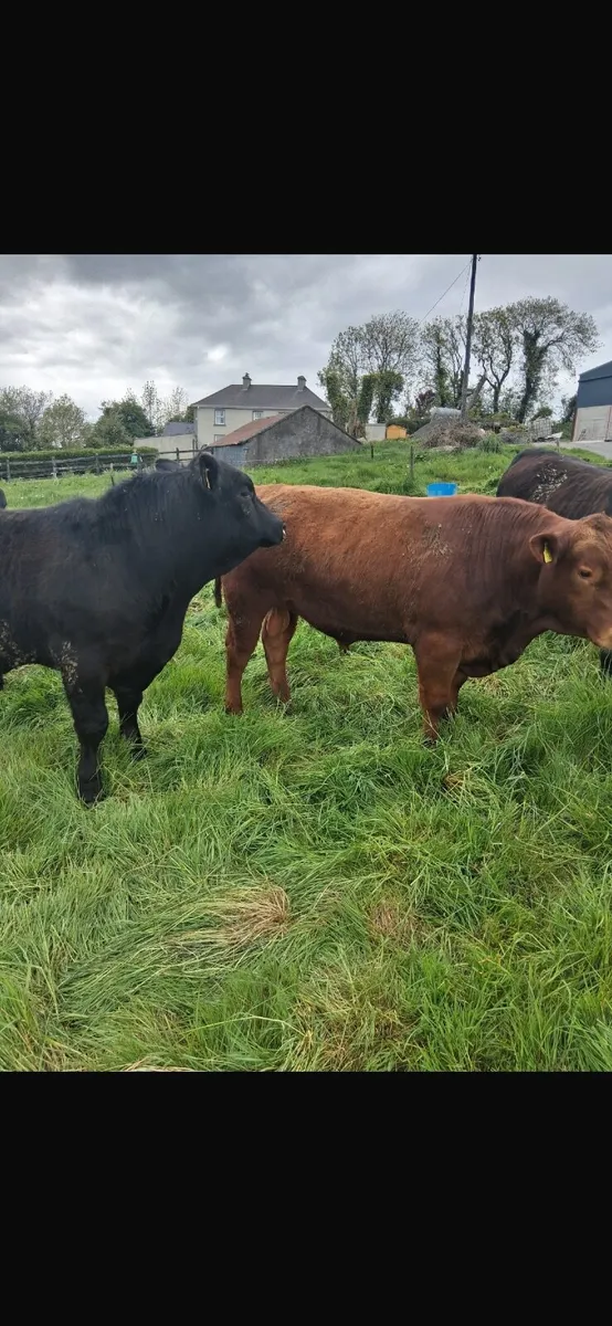 Livestock - Image 1