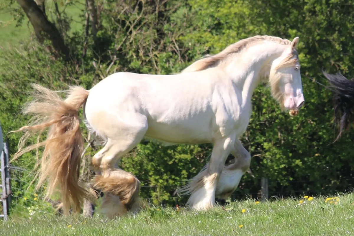 5 IC Stallions at stud in County Meath - Image 2