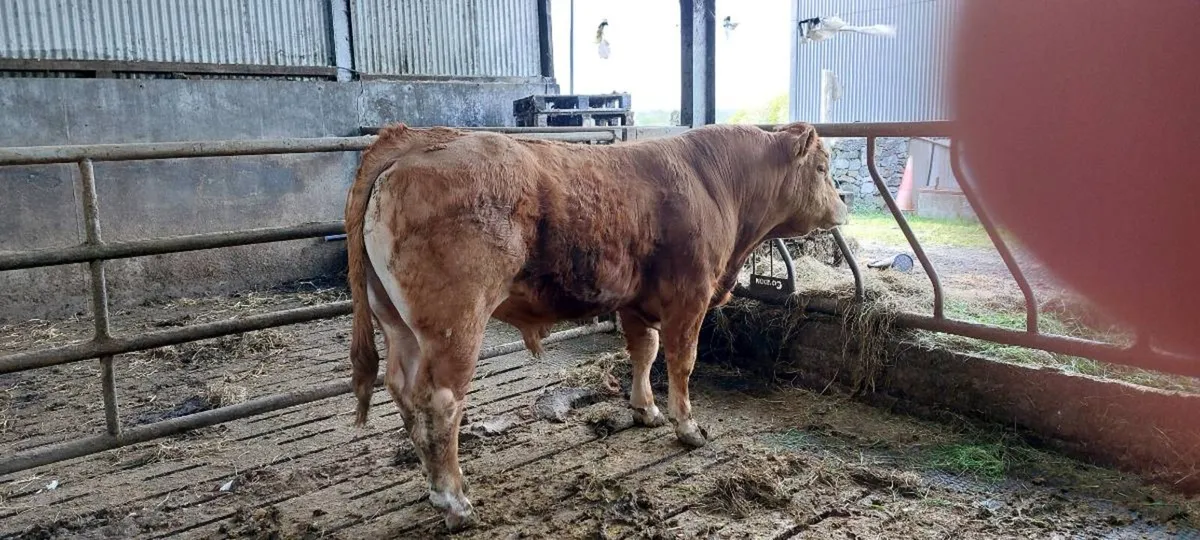 Bull - Image 1