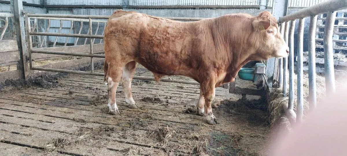 Bull - Image 2