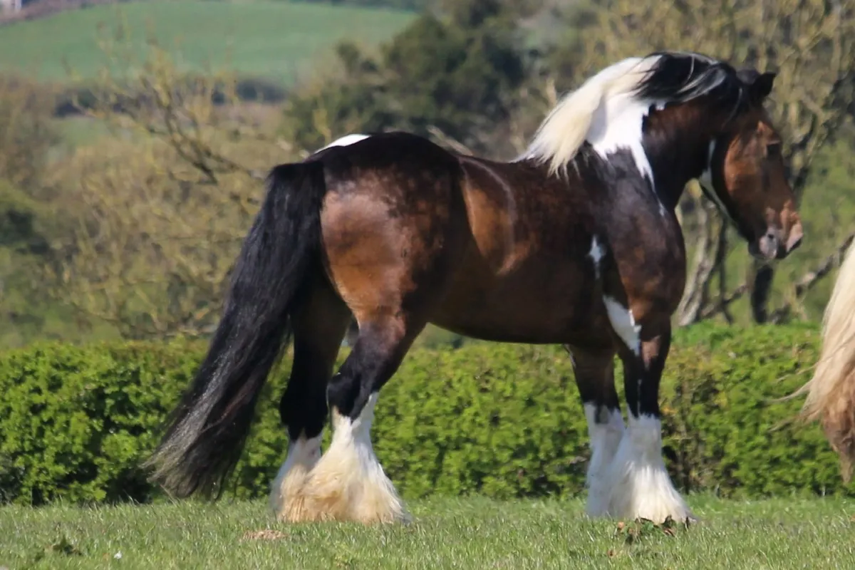 5 IC Stallions at stud in County Meath - Image 3