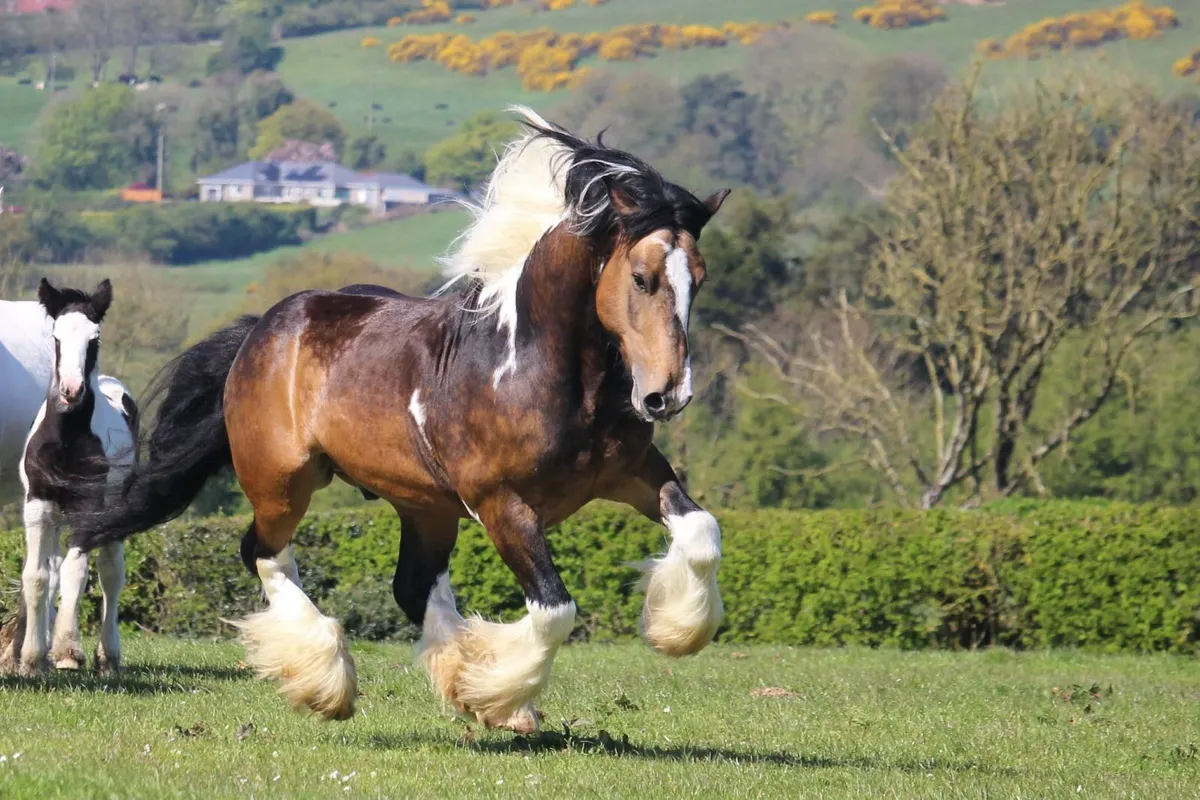5 IC Stallions at stud in County Meath - Image 4