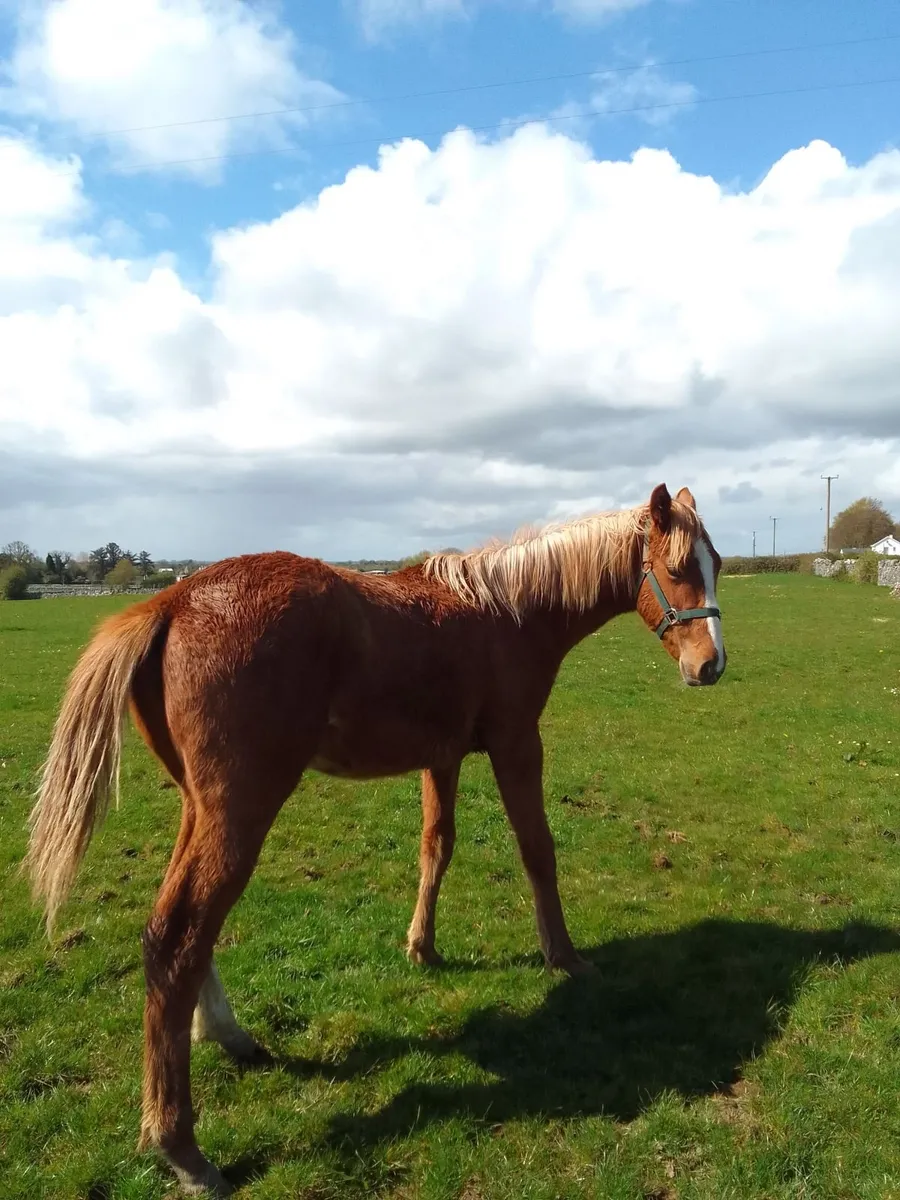 Show Filly by Another Pleasure - Image 4
