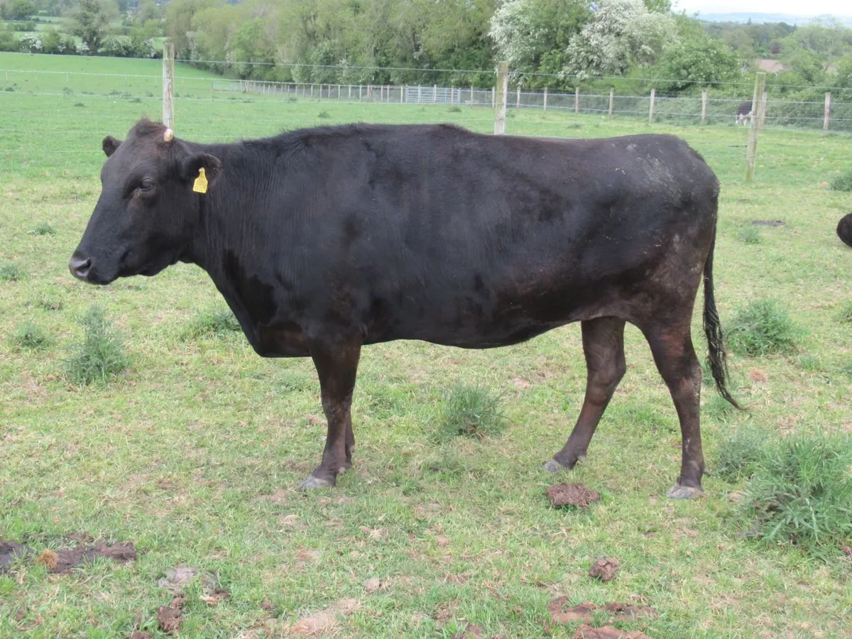 2 wagyu x cows - Image 2