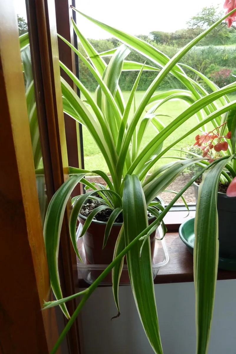 Large spider plants & one begonia maculata - Image 2