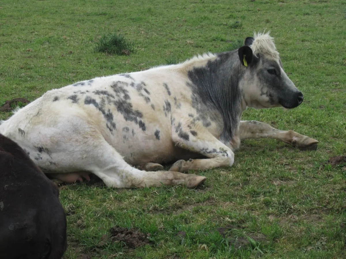 Belgian blue receipients - Image 2