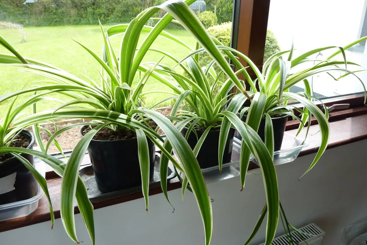 Large spider plants & one begonia maculata - Image 1
