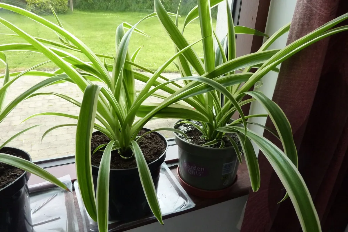 Large spider plants & one begonia maculata - Image 3