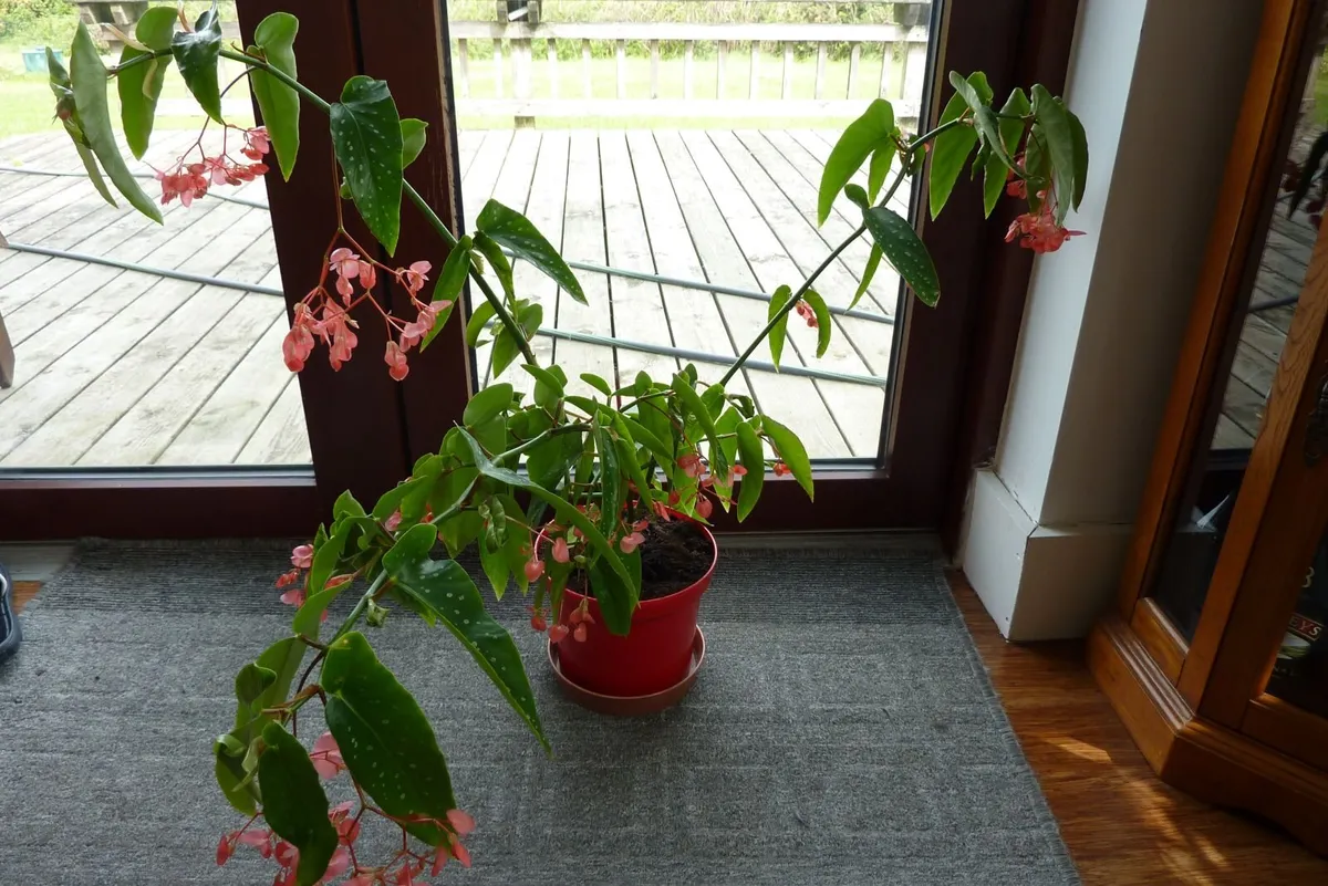 Large spider plants & one begonia maculata - Image 4