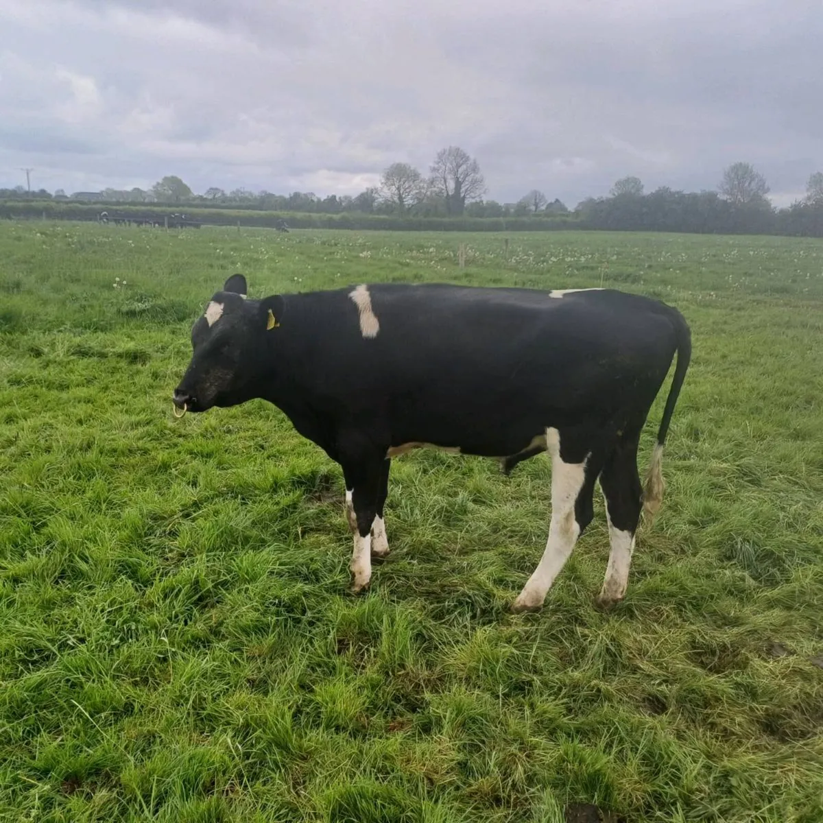 Fresian bulls - Image 1