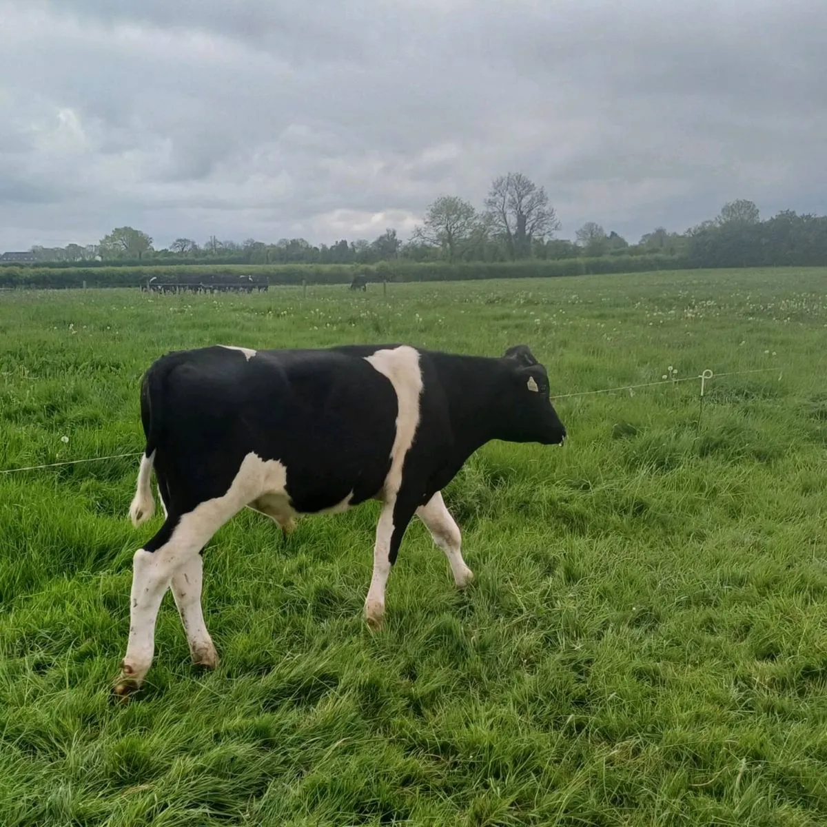 Fresian bulls - Image 3