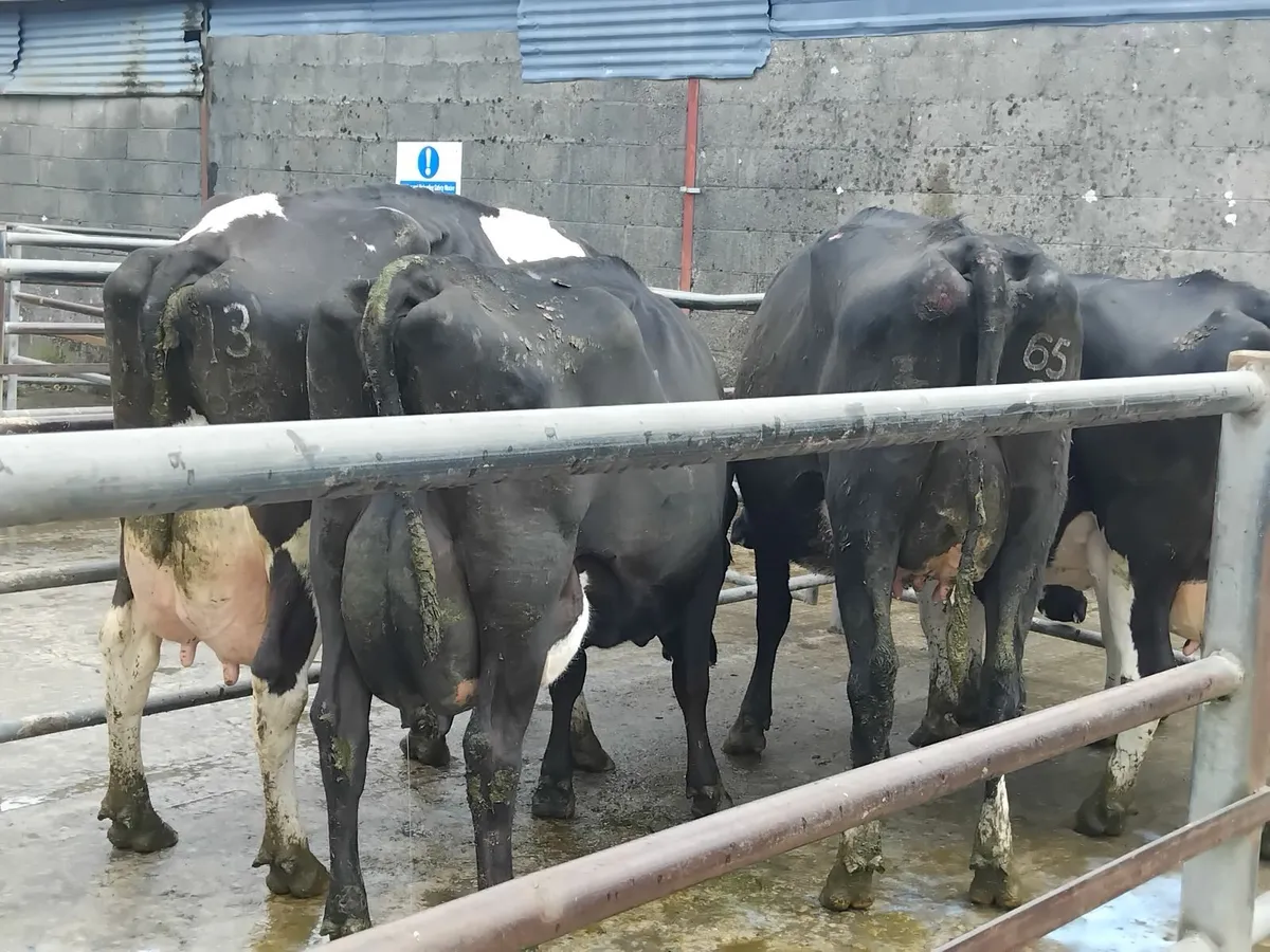 Milking cows nenagh mart today lot 412 - Image 2