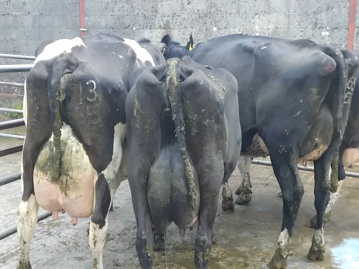 Milking cows nenagh mart today lot 412 - Image 1