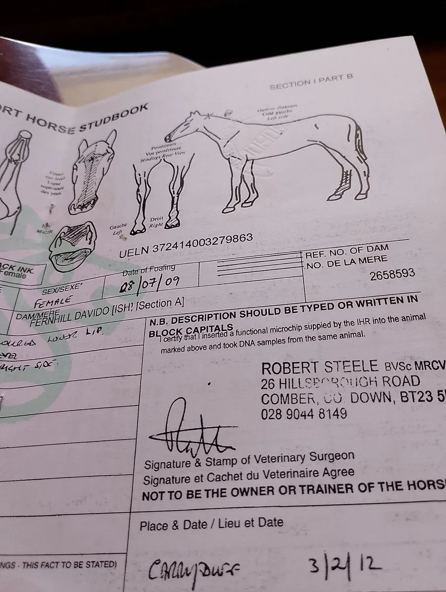 Horses - Image 2