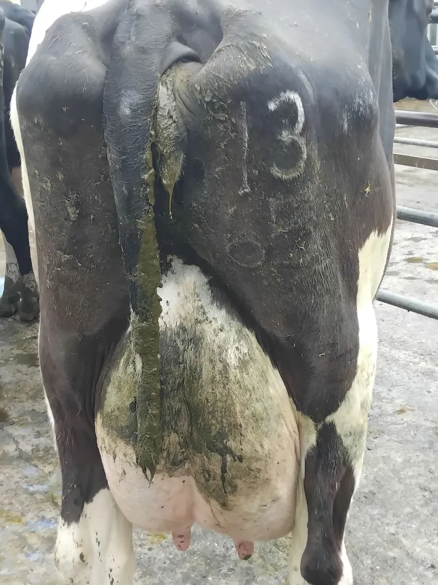 Milking cows nenagh mart today lot 412 - Image 3