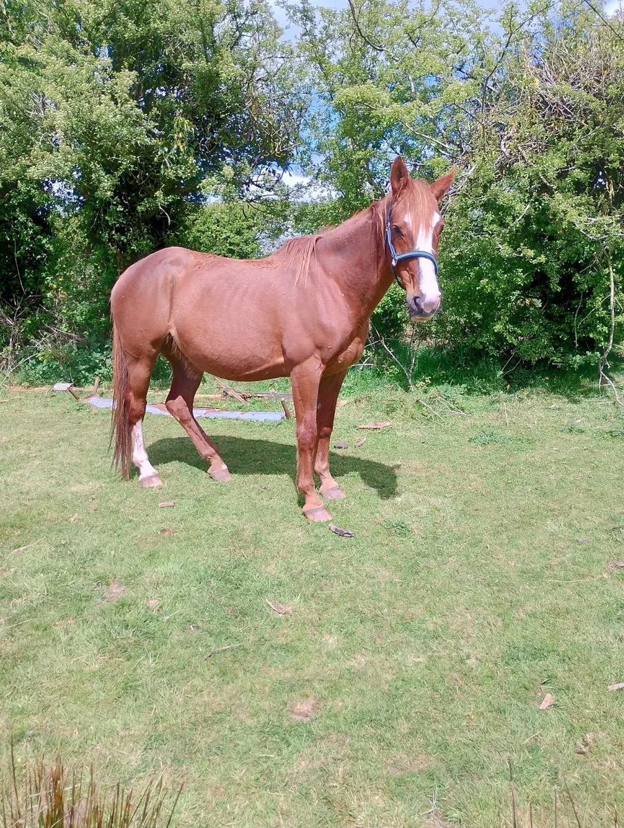 Horses - Image 4