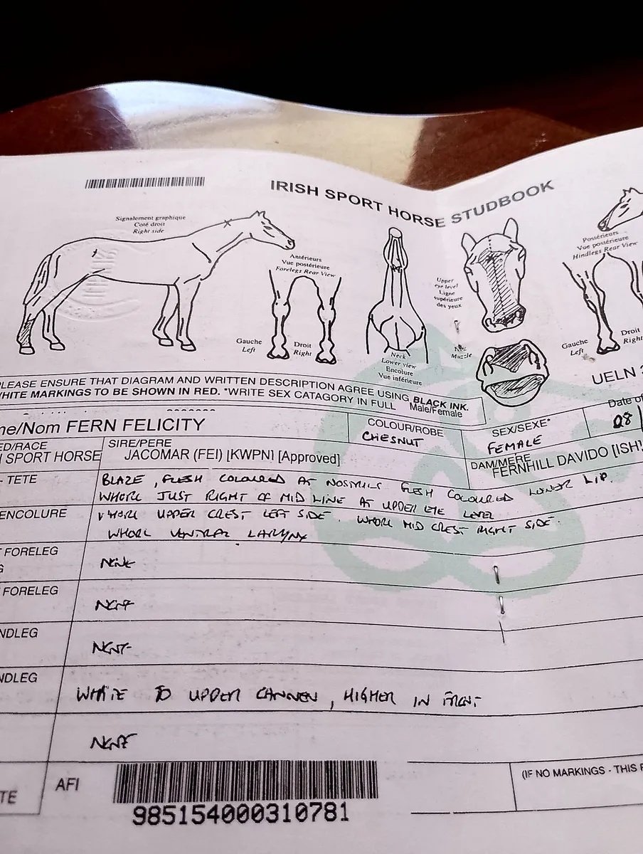 Horses - Image 3