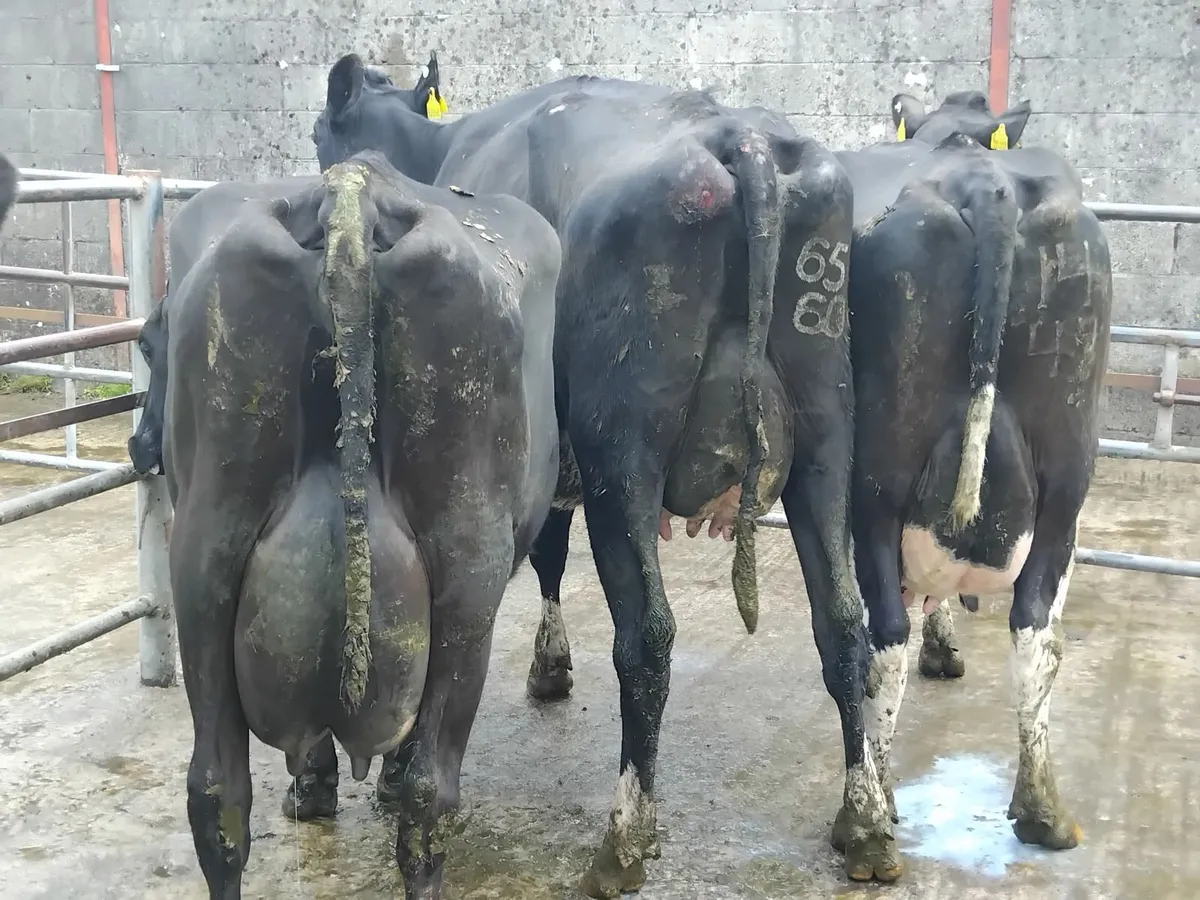 Milking cows nenagh mart today lot 412 - Image 4