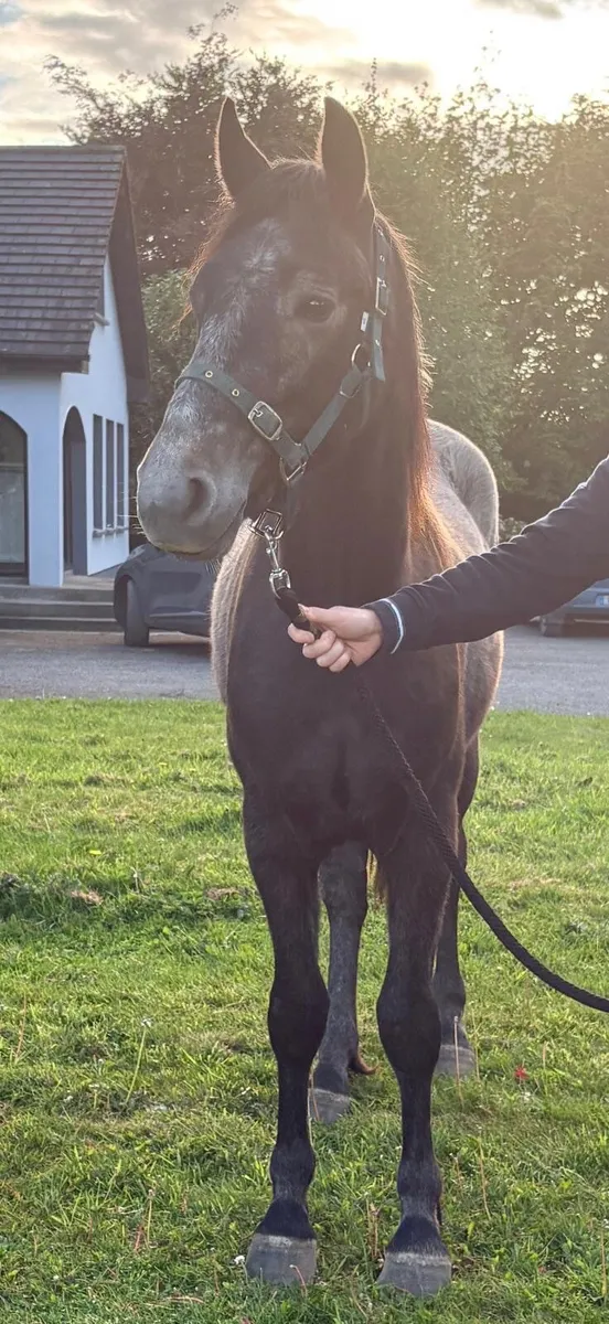 Two Year Gelding > Grade A potential - Image 2