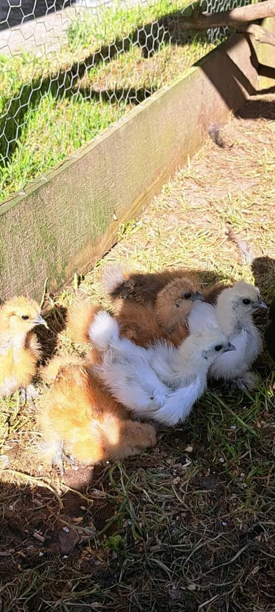 PB Silkie chickens - Image 1